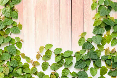 green creeper plant on grunge wood plank の写真素材