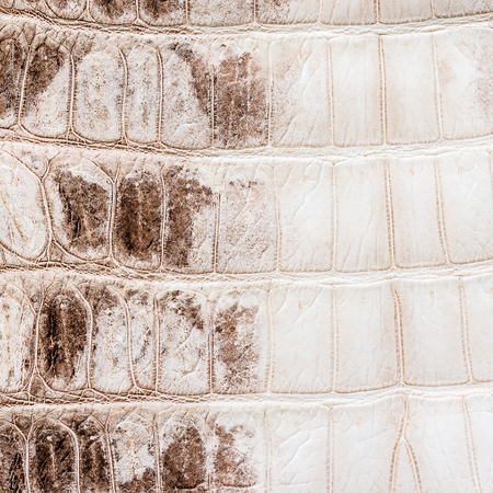 white crocodile leather texture  backgroundの写真素材