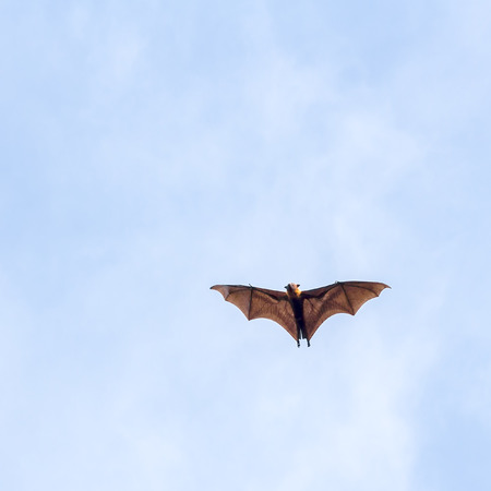 Giant fruit bat flying with blue sky backgroundの写真素材