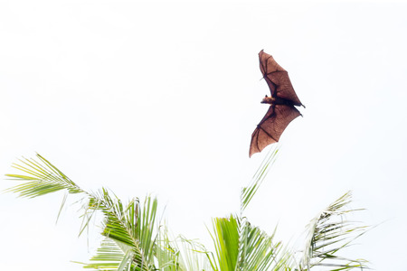Giant fruit bat flyingの写真素材