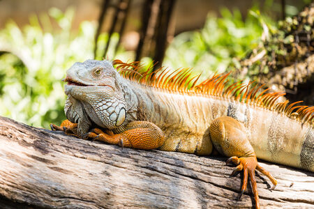 Close-up of Green Iguana on woodの写真素材