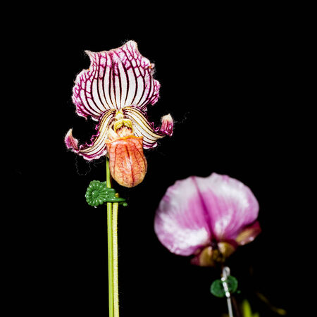 Purple Paphiopedilum Orchid isolated on black backgroundの写真素材