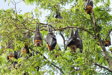 giant fruit bat on tree