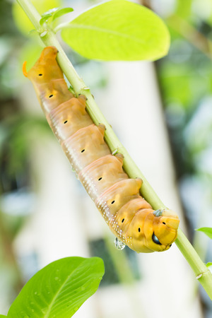 Brown Caterpillarの写真素材
