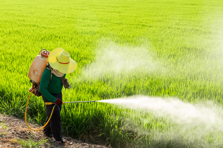 Farmers spraying pesticides in rice fieldsの写真素材