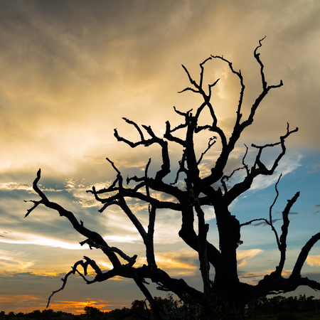 silhouette dead tree with sunset backgroundの写真素材