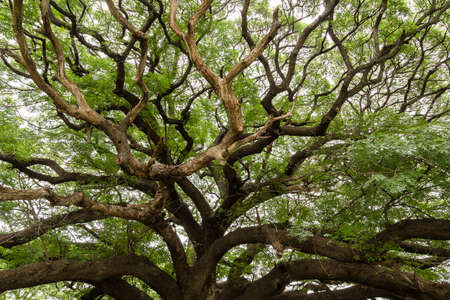 branches of a big treeの写真素材
