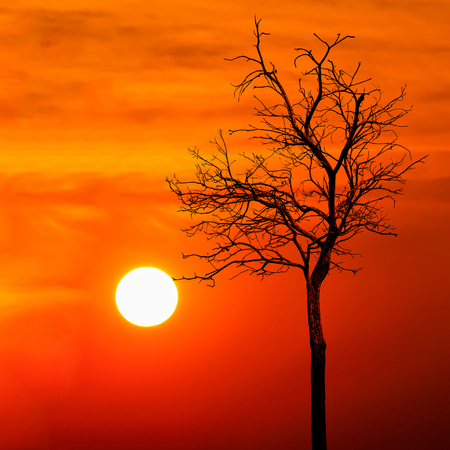 silhouette dead tree at sunsetの写真素材