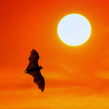 Bats flying at sunsetの写真素材