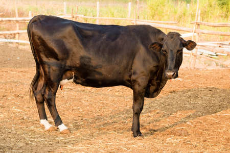 Black and white cow on local farm in Thailandの写真素材