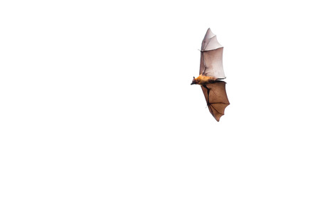 Flying bats isolated on white backgroundの写真素材