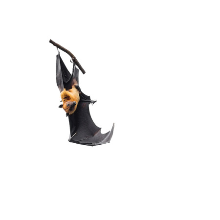 giant fruit bats hanging on branch isolated on white backgroundの写真素材