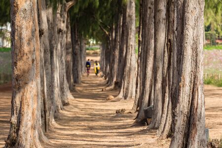 walkway between pine tree with couple backgroundの写真素材