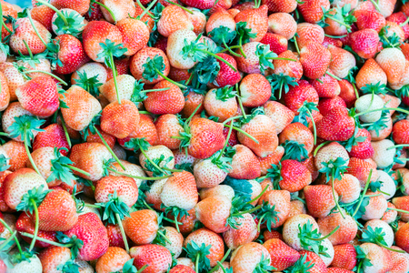 pile of fresh strawberry fruit for backgroundの写真素材