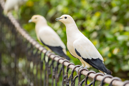 Pied imperial pigeon on rail bridgeの写真素材