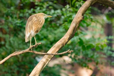 Heron Bird Resting on dry tree branchの写真素材