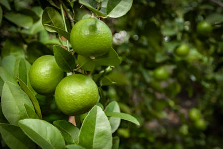 fresh green lime hanging on tree in farm with selective focus technique