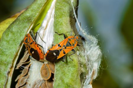 red cotton stainer bug matingの写真素材