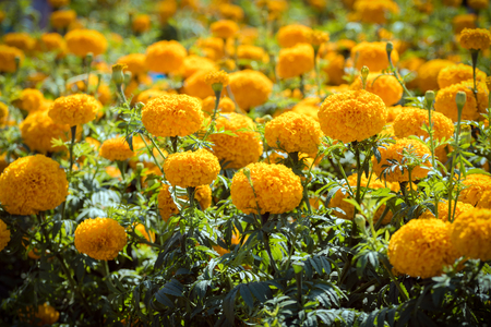 yellow marigold in the garden with selective focus techniqueの写真素材