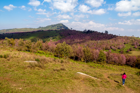 the women take a look pink flower field in the valleyの写真素材