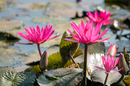 red water lily in lake with selective focus techniqueの写真素材