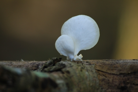 Detail of small mushrooms in the forest の写真素材