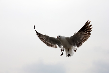 Single sea gull flying against の写真素材
