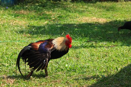 Rooster on grassの写真素材