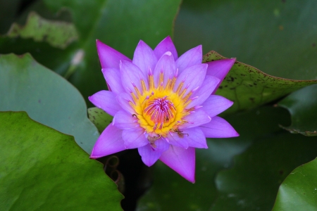 Lotus on green leaves in the pond の写真素材
