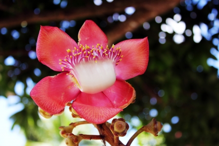 cannonball tree の写真素材