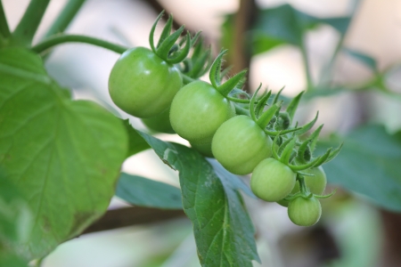Tomatoの写真素材