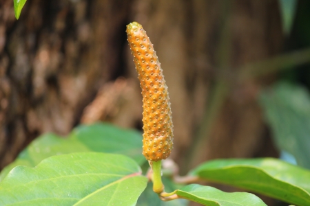 resh indian long pepper の写真素材