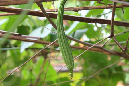 Luffa acutangulaの写真素材