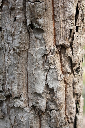 Tree bark textureの写真素材