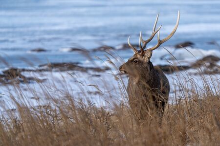 Deerの写真素材