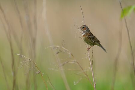 chestnut eared bunting in fieldの写真素材