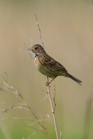 chestnut eared bunting in fieldの写真素材