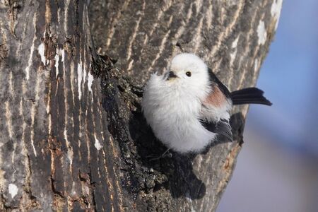long tailed tit in winterの写真素材