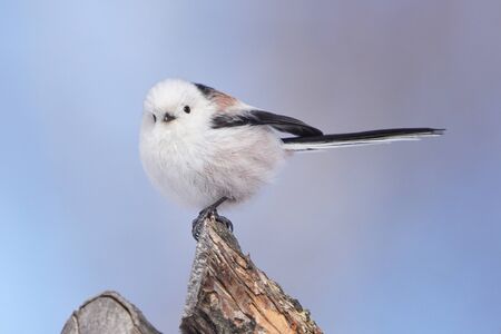 long tailed tit in winterの写真素材