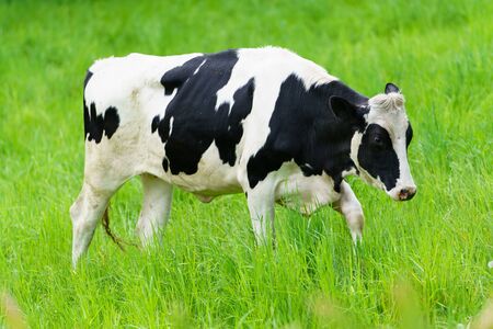 daily cow in green pastureの写真素材