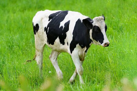 daily cow in green pastureの写真素材