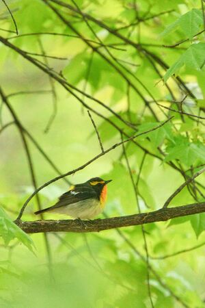 narcissus flycatcher