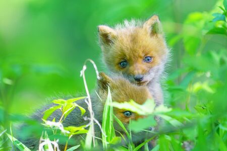 little foxの写真素材