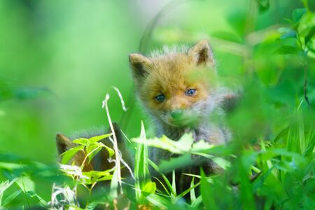 little foxの写真素材