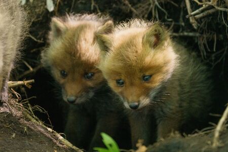 Little fox brotherの写真素材