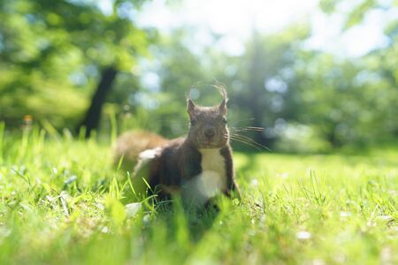 one squirrel on green grassの写真素材