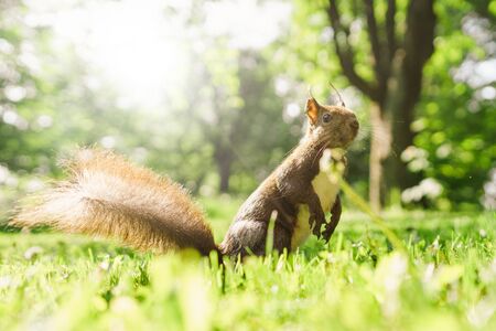 one squirrel on green grassの写真素材