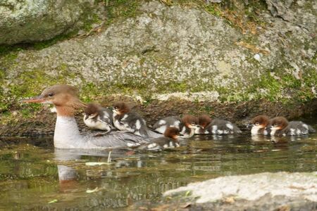 common merganser parent and childの写真素材