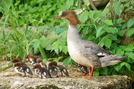 common merganser parent and childの写真素材