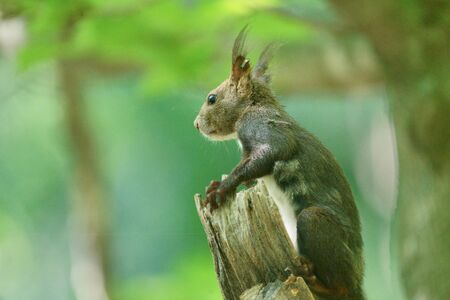 one squirrel on the treeの写真素材